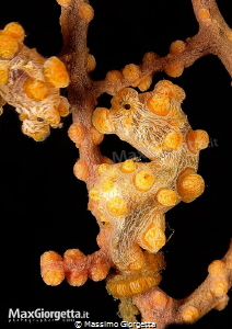 yellow pigmy in lembeh by Massimo Giorgetta 